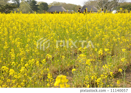 Hitachinaka Beach Park 11140057