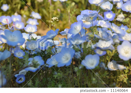 Hitachinaka Beach Park Hitachinaka Beach Park 11140064