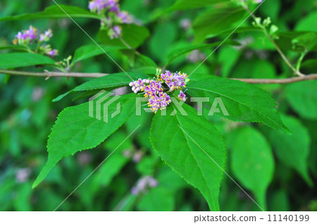 Murasakusibi flowers 11140199