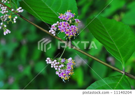 Murasakusibi花 Murasakusibi花 11140204