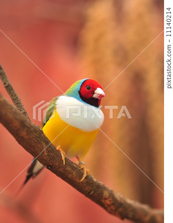 Gouldian Finch colorful bird 11140214