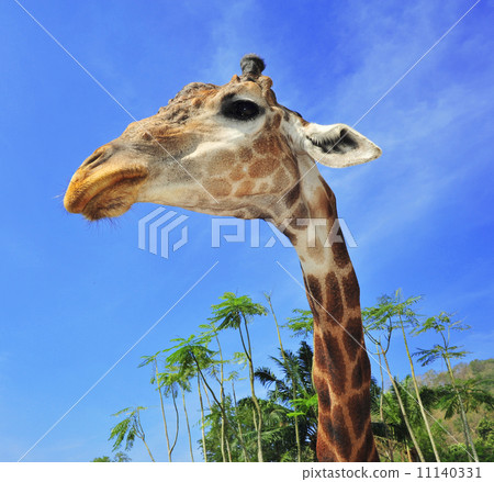 giraffe closeup head with safari background giraffe closeup head with safari background 11140331