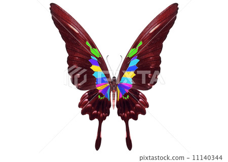 beautiful butterfly isolated on white 11140344