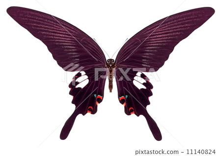 beautiful butterfly isolated on white 11140824