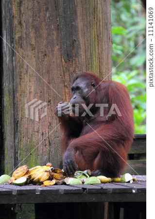 Borneo orangutan while eating 11141069