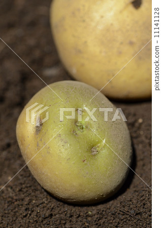 Green potatoes 11141128