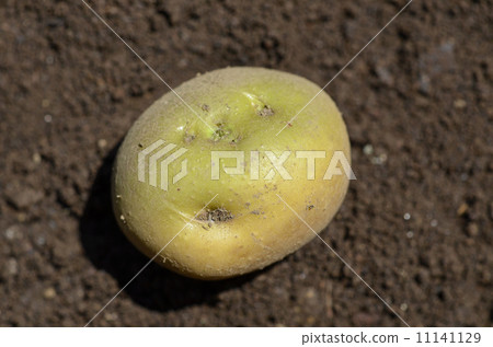 Green potatoes 11141129