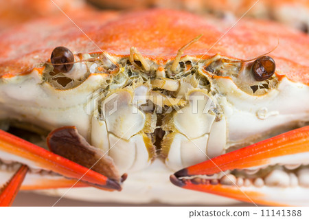 Macro steamed crab on dish 11141388
