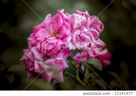 鮮花和春天的呼吸 鮮花和春天的呼吸 11141477