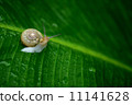 Basho and a snail 11141628