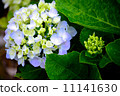 hydrangea   11141630