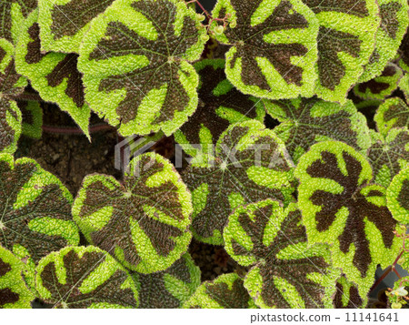 秋海棠(Begonia Masoniana) 秋海棠(Begonia Masoniana) 11141641