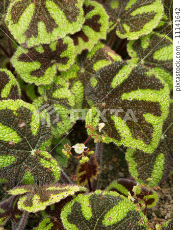 Begonia Masoniana Begonia Masoniana 11141642