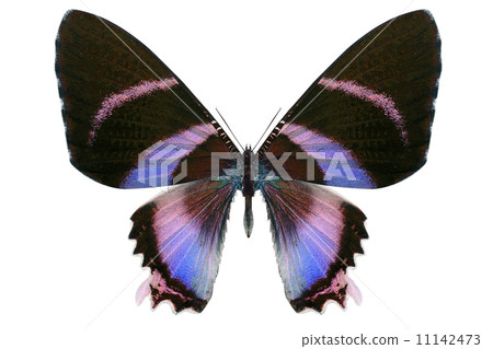 beautiful butterfly isolated on white 11142473