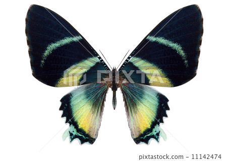 beautiful butterfly isolated on white 11142474