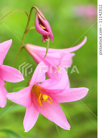 Lily Fish 11142812