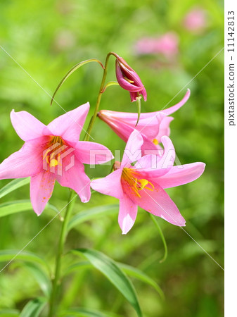 Lily Fish 11142813