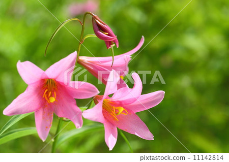 Lily Fish 11142814
