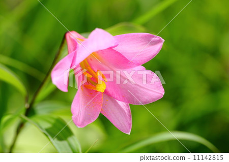 Lily Fish 11142815