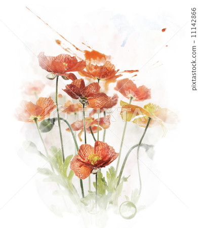 Watercolor Image Of Red Poppy Flowers Watercolor Image Of Red Poppy Flowers 11142866
