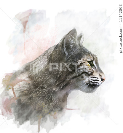 Watercolor Image Of  Bobcat 11142868