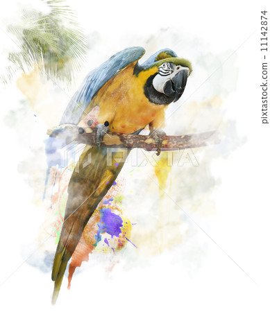 Watercolor Image Of Parrot Watercolor Image Of Parrot 11142874