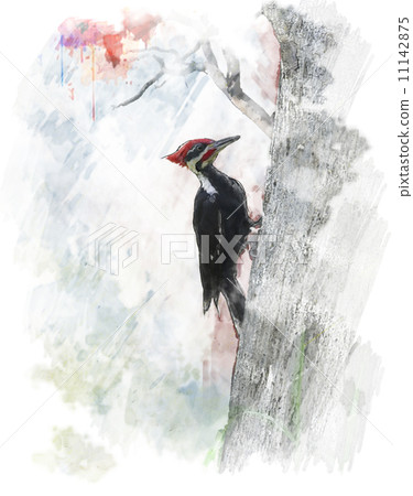 Watercolor Image Of  Pileated Woodpecker (Dryocopus pileatus) 11142875