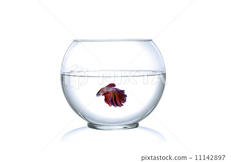 Siamese fighting fish  in a fishbowl isolated on white background. 11142897