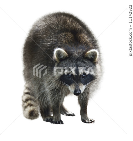 Raccoon Raccoon 11142922