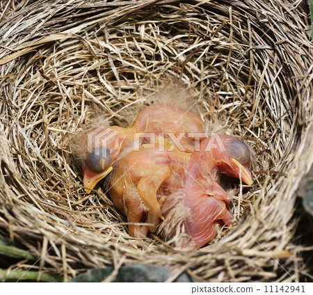 Close-Up Of Just Hatched Robin Chicks 11142941