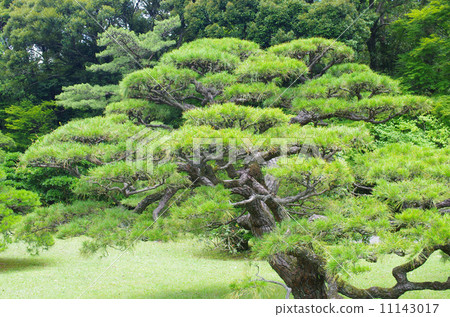 Pine in a stately garden 11143017