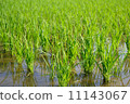 Rice field 11143067