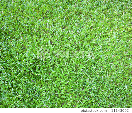 greensward 11143092