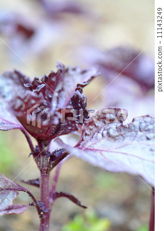 Red shiso 11143249