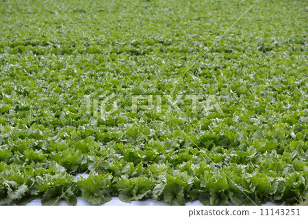 Lettuce field 11143251