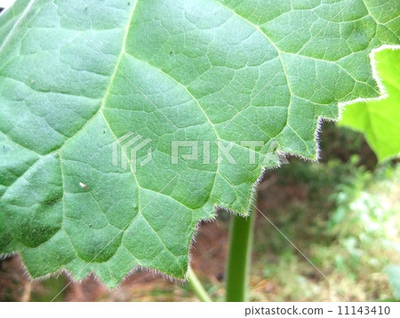 Tung leaves 11143410