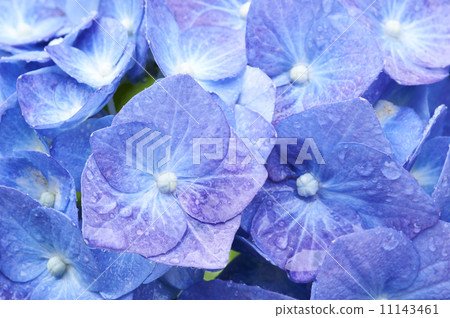 繡球花盛開 11143461