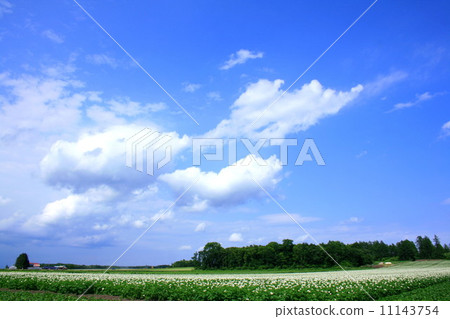 土豆花開花的國家 11143754