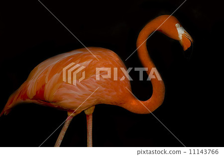 Red flamingo, black background, Red flamingo, black background, 11143766