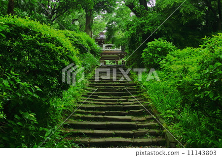 Fresh green of Jodobaji 11143803