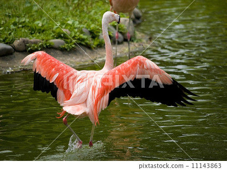 Bird wings, one flamingo,  11143863