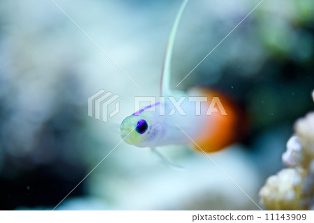 Hatatatehaze Hatatatehaze 11143909
