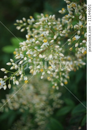 Southern flowers Southern flowers 11144001