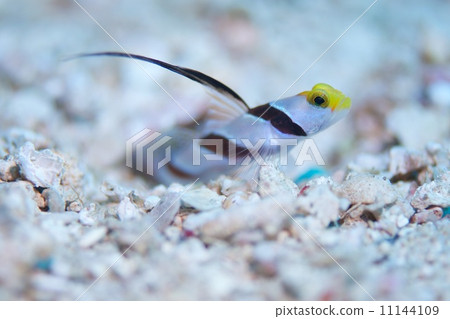 Hirenaga Threadingbow 11144109