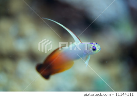 HATATATEHAZE HATATATEHAZE 11144111