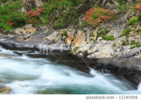 Valley and rock azalea 11145008