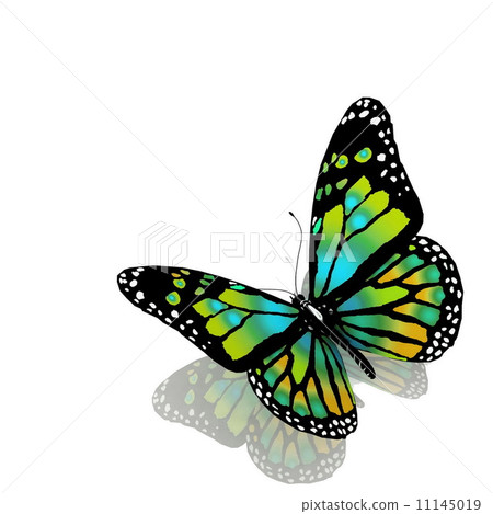 The butterfly on a white background - Stock Illustration [11145019] - PIXTA
