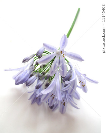Light purple Agapanthus Agapanthus of a lavender color Light purple Agapanthus Agapanthus of a lavender color 11145408