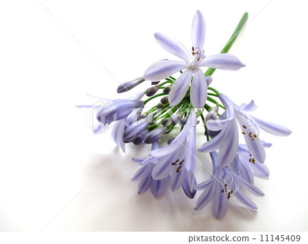 Light purple Agapanthus Agapanthus of a lavender color Light purple Agapanthus Agapanthus of a lavender color 11145409
