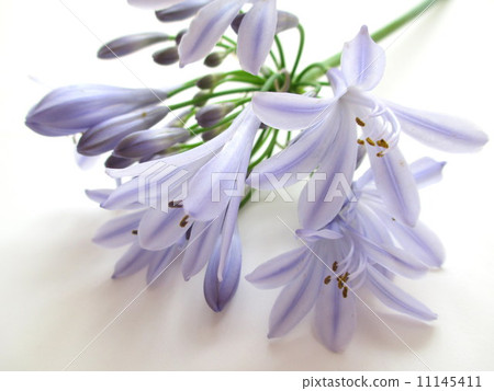 Light purple Agapanthus Agapanthus of a lavender color Light purple Agapanthus Agapanthus of a lavender color 11145411